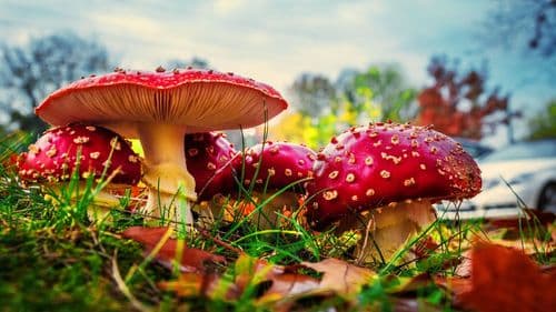 A close-up of several red Amanita muscaria (fly agaric) mushrooms growing in the grass.