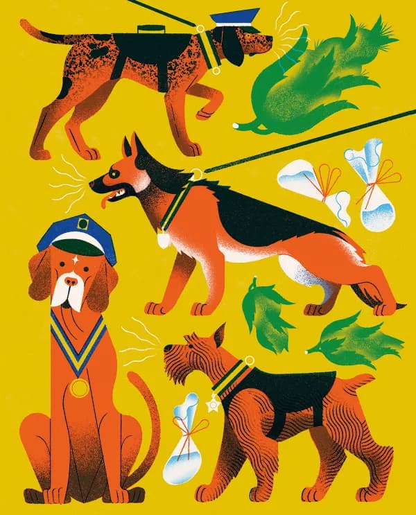 Stylized illustration highlighting various drug-sniffing dogs, some with police hats or medals, alongside abstract depictions of cannabis leaves and drug bags. The image visually represents the theme of canine drug detection.